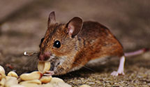 24 Hour & Emergency Exterminators in Bartow, FL